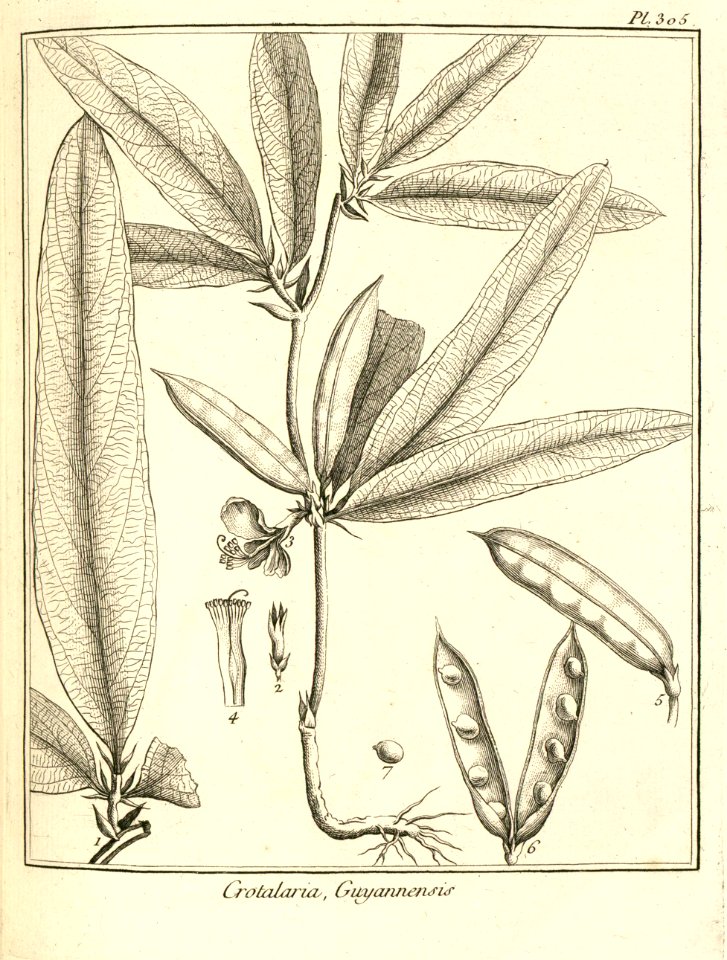 Crotalaria guianensis Aublet 1775 pl 305. Free illustration for personal and commercial use.