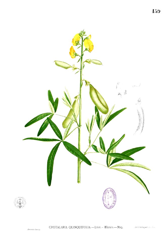 Crotalaria quinquefolia Blanco1.159
