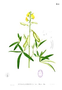 Crotalaria quinquefolia Blanco1.159