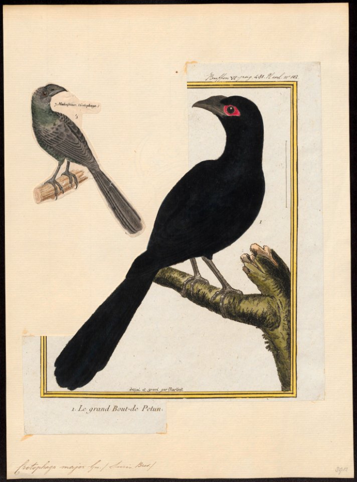 Crotophaga major - 1700-1880 - Print - Iconographia Zoologica - Special Collections University of Amsterdam - UBA01 IZ18800145