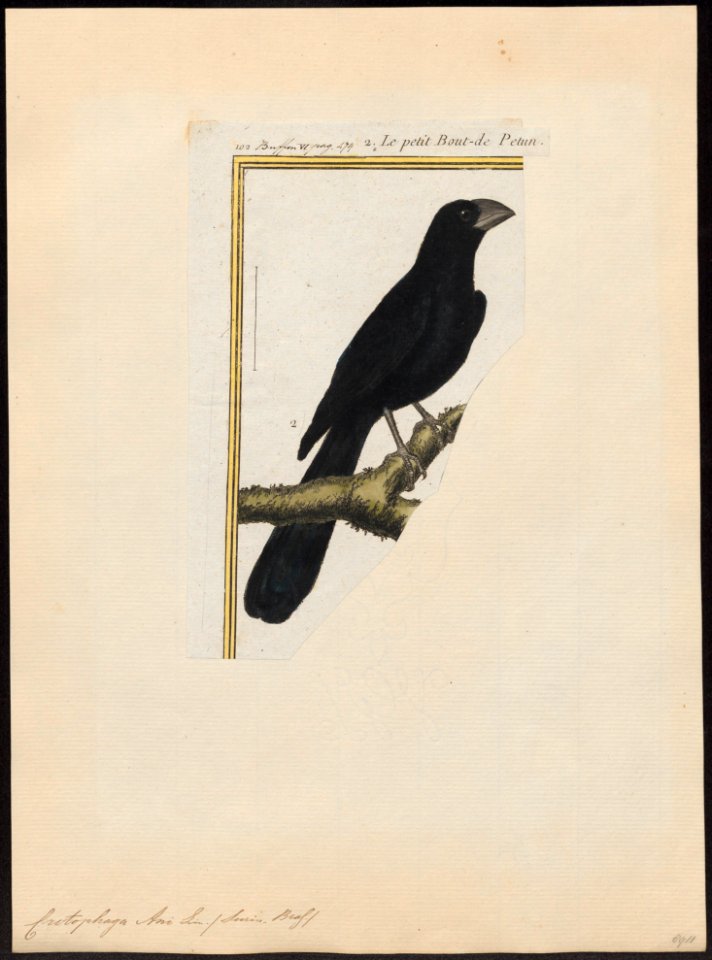 Crotophaga ani - 1700-1880 - Print - Iconographia Zoologica - Special Collections University of Amsterdam - UBA01 IZ18800141