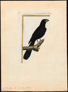 Crotophaga ani - 1700-1880 - Print - Iconographia Zoologica - Special Collections University of Amsterdam - UBA01 IZ18800141