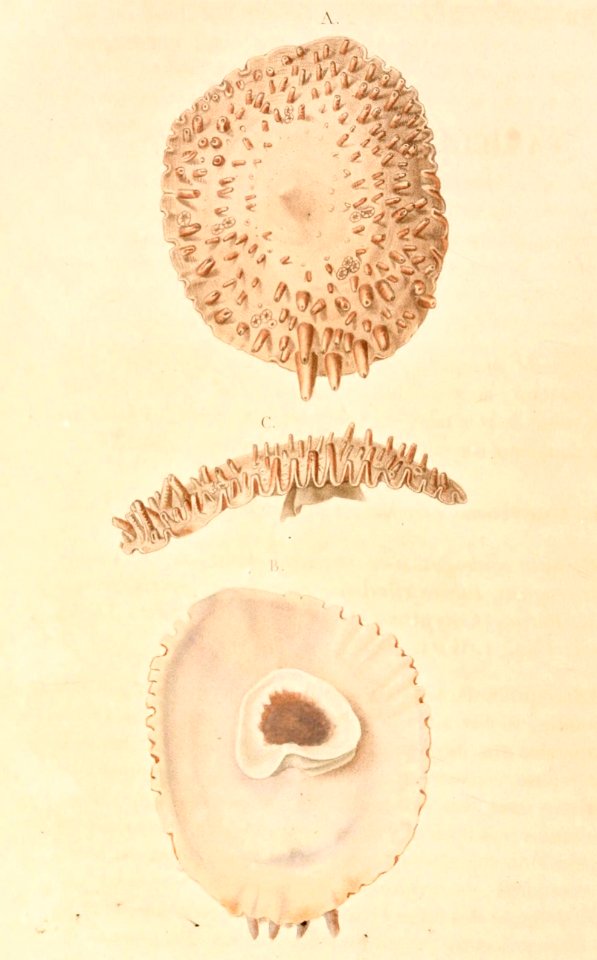Crucibulum spinosum 1831