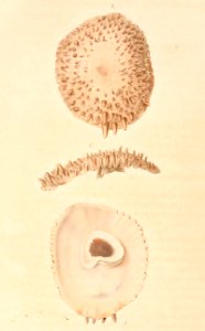 Crucibulum spinosum 1831