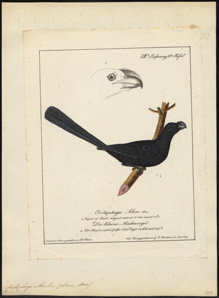 Crotophaga ani - 1700-1880 - Print - Iconographia Zoologica - Special Collections University of Amsterdam - UBA01 IZ18800139