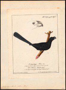 Crotophaga ani - 1700-1880 - Print - Iconographia Zoologica - Special Collections University of Amsterdam - UBA01 IZ18800139