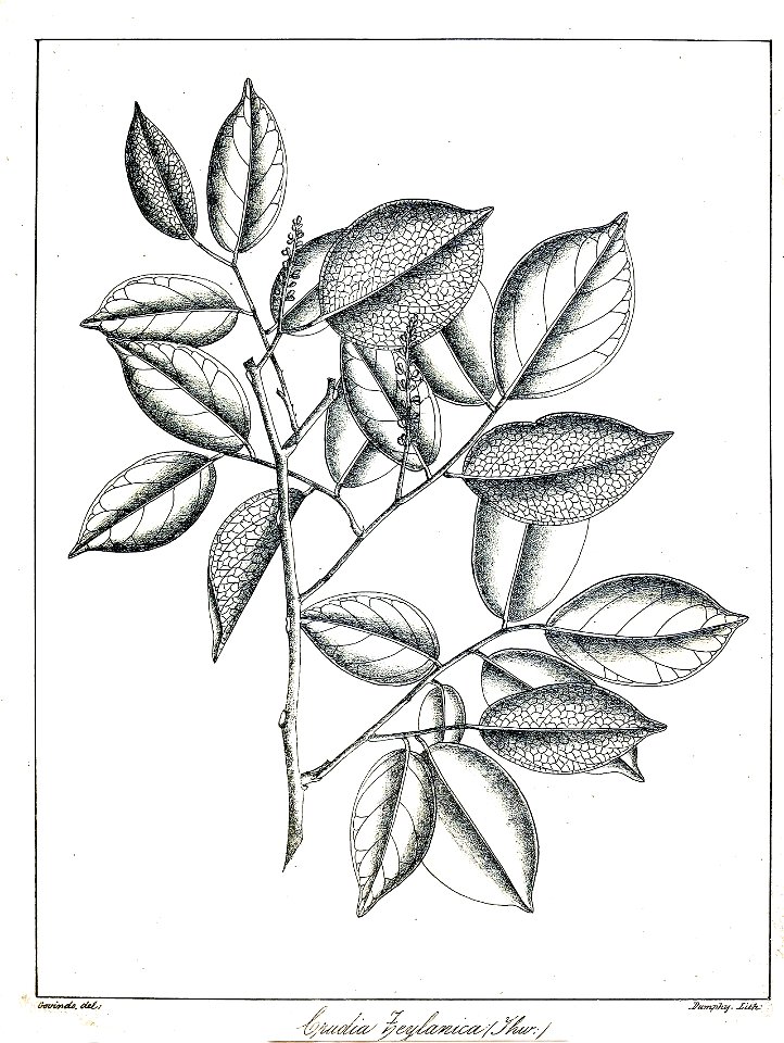 Crudia zeylanica Govindoo