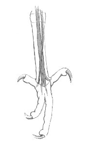 Crotophaga sulcirostris foot 1881