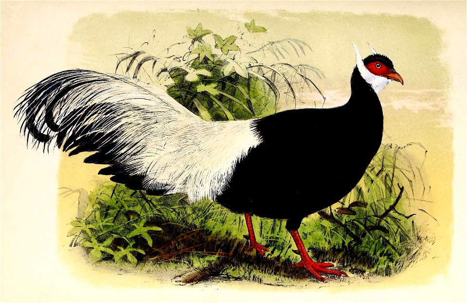 Crossoptilon auritum 1873