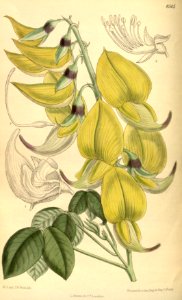 Crotalaria agatiflora 139-8505