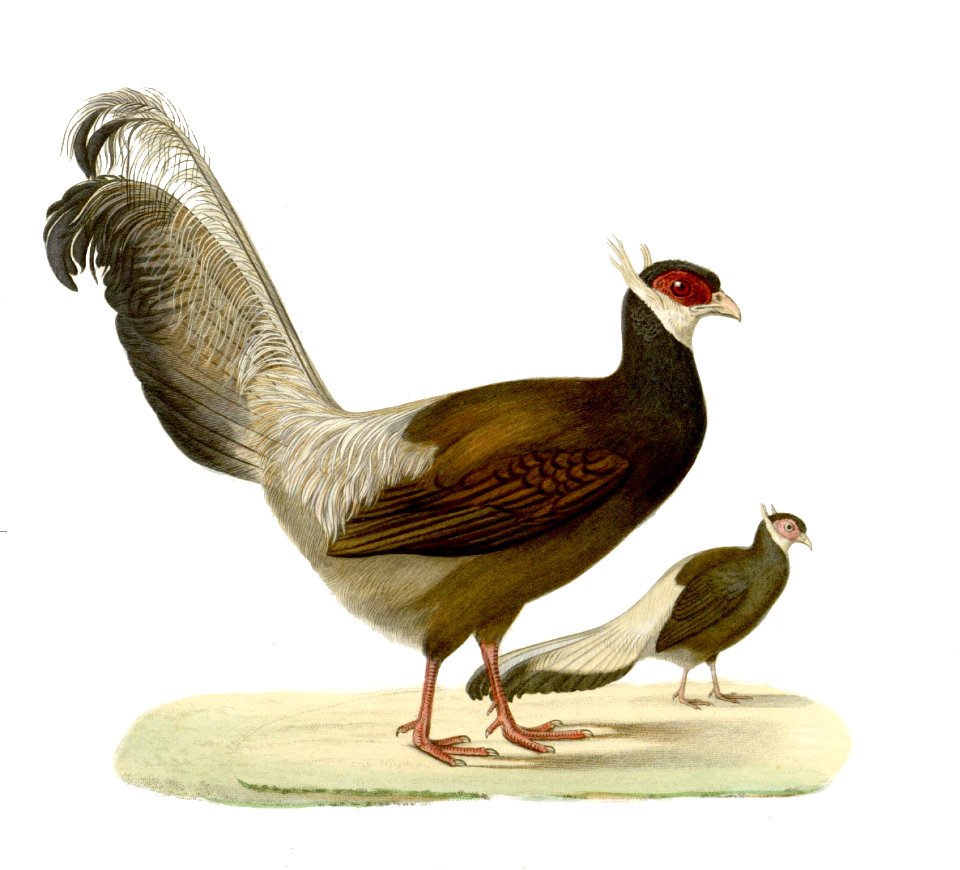 Crossoptilon auritum
