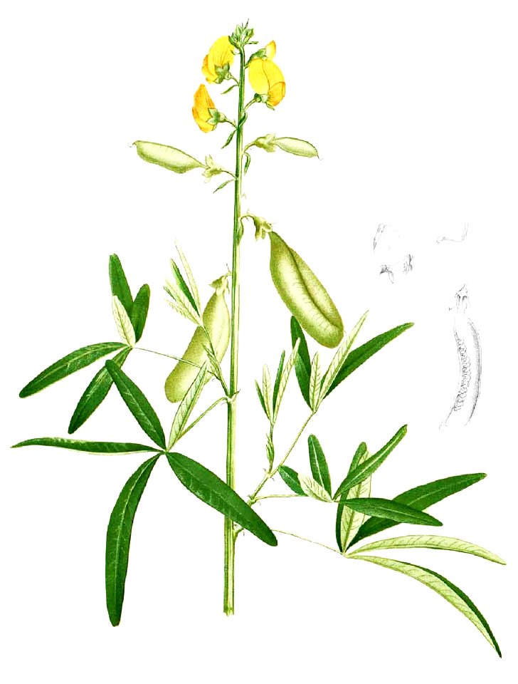 Crotalaria quinquefolia Blanco1.159-cropped
