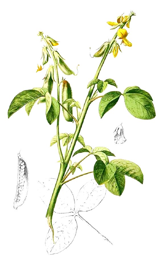 Crotalaria incana Blanco1.160-cropped