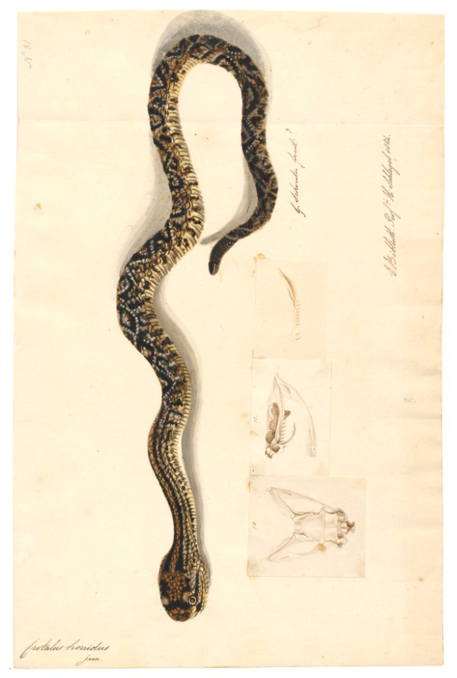 Crotalus horridus - 1800-1839 - Print - Iconographia Zoologica - Special Collections University of Amsterdam - UBA01 IZAA100155