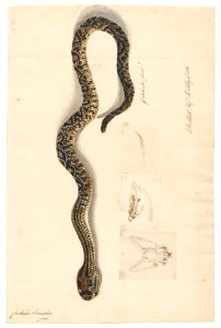 Crotalus horridus - 1800-1839 - Print - Iconographia Zoologica - Special Collections University of Amsterdam - UBA01 IZAA100155