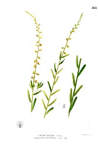 Crotalaria montana Blanco2.268