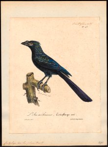 Crotophaga ani - 1825-1834 - Print - Iconographia Zoologica - Special Collections University of Amsterdam - UBA01 IZ18800135