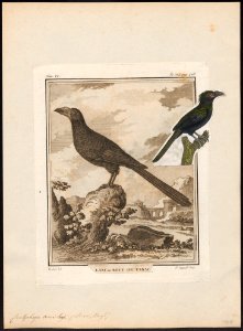 Crotophaga ani - 1700-1880 - Print - Iconographia Zoologica - Special Collections University of Amsterdam - UBA01 IZ18800137
