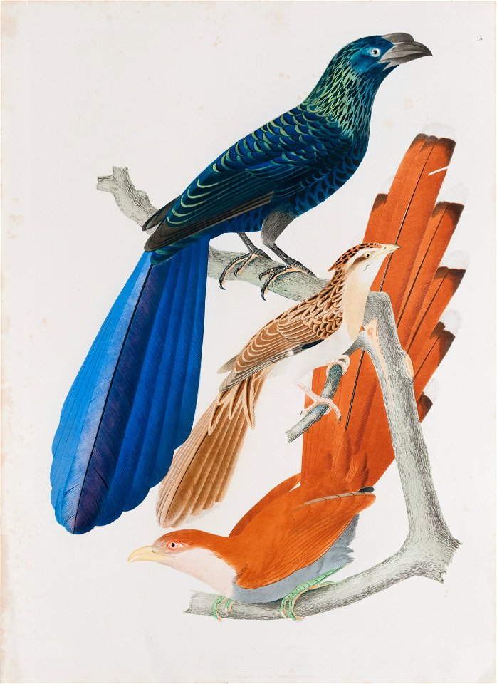 Crotophaga major - Coccyzus vetulus - Coccyzus cayannus, da Coleção Brasiliana Iconográfica