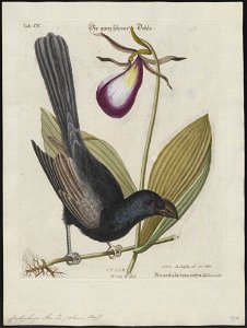 Crotophaga ani - 1700-1880 - Print - Iconographia Zoologica - Special Collections University of Amsterdam - UBA01 IZ18800143