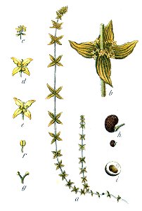 Cruciata sp Sturm49