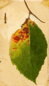 Crumpled and Withered Leaf SAAM-1950.2.25a 1