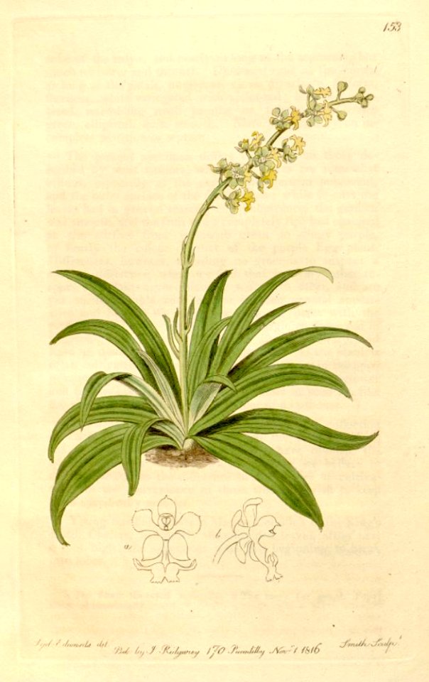 Cryptarrhena lunata
