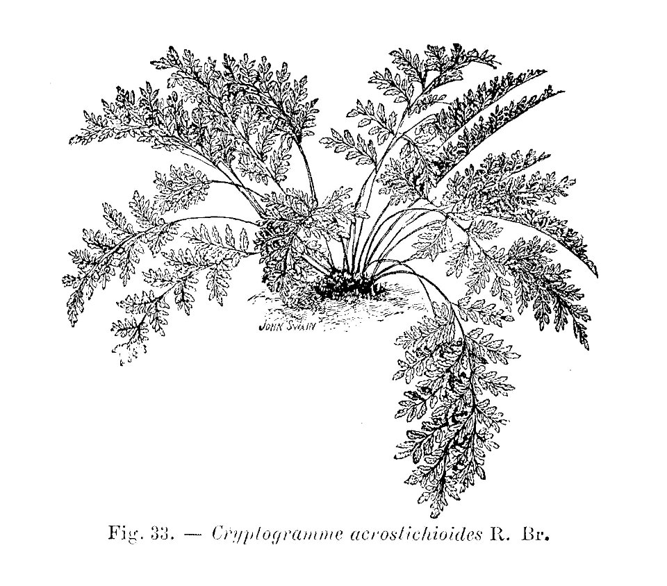 Cryptogramma acrostichoides (dessin)
