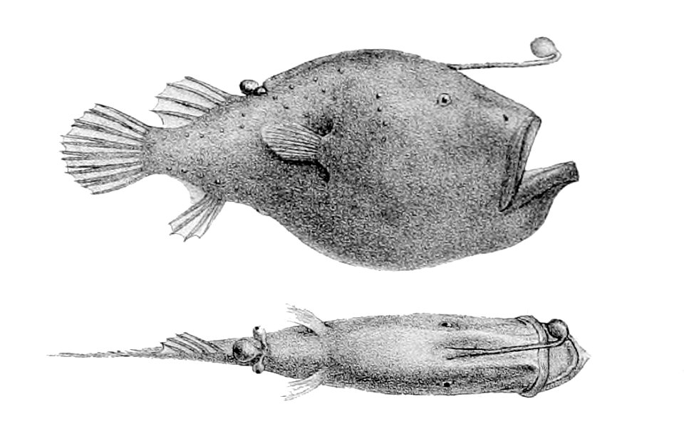 Cryptopsaras couesii3