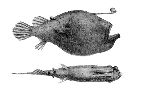 Cryptopsaras couesii3