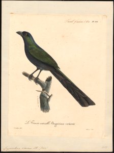 Crypsirhina varians - 1825-1834 - Print - Iconographia Zoologica - Special Collections University of Amsterdam - UBA01 IZ15700065