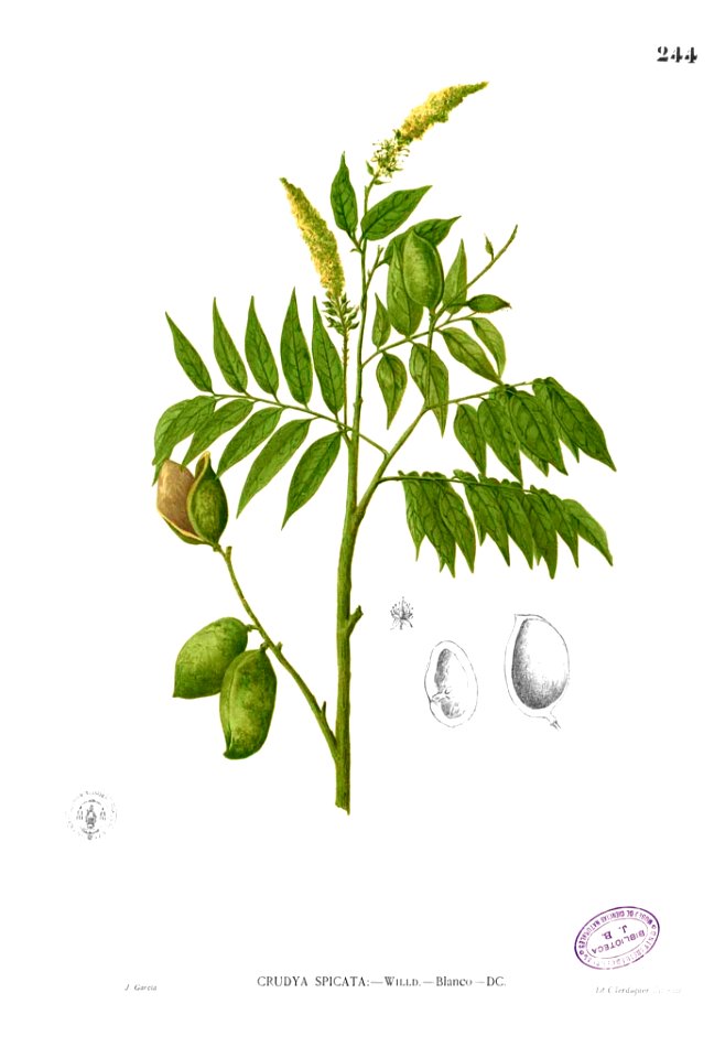 Crudia blancoi Blanco2.244