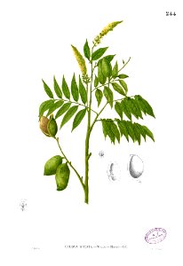 Crudia blancoi Blanco2.244