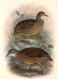 Crypturellus cinnamomeus mexicanus 1902