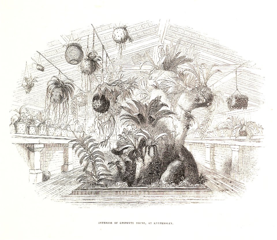V Epiphyte house at Knypersley-Bateman Orch. Mex. Guat.-Vignette page 12 (1837)