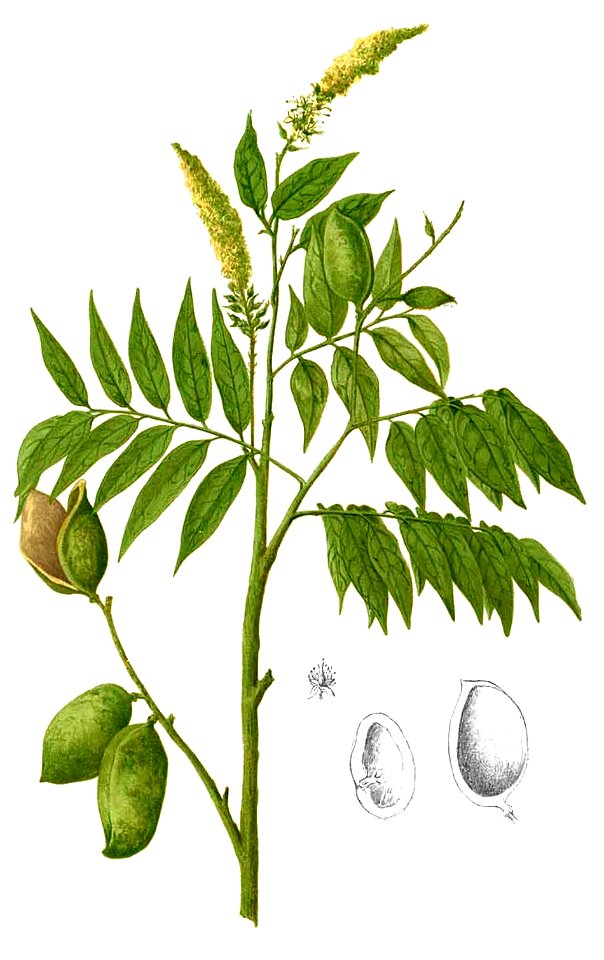 Crudia blancoi Blanco2.244-cropped