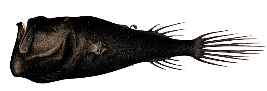 Cryptosaras couesii1