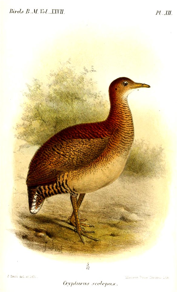 CrypturusScolopaxSmit