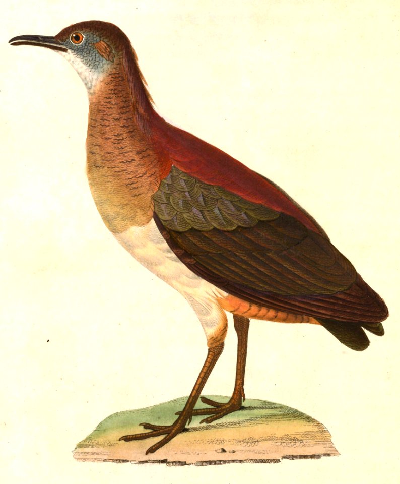Crypturellus undulatus 1838