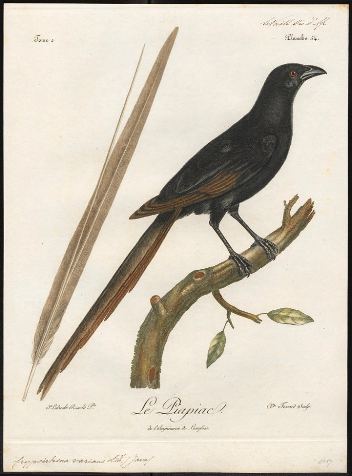 Crypsirhina varians - 1796-1808 - Print - Iconographia Zoologica - Special Collections University of Amsterdam - UBA01 IZ15700069