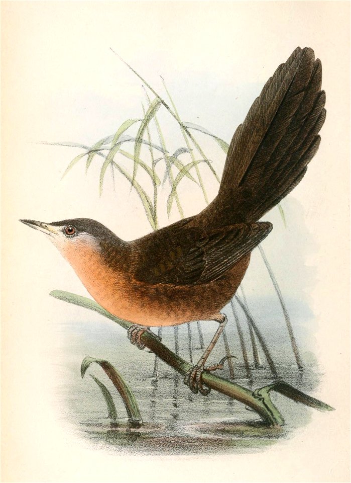 Cryptillas victorini 1866