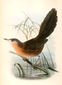 Cryptillas victorini 1866