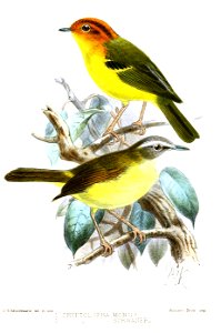 CryptolophaKeulemans