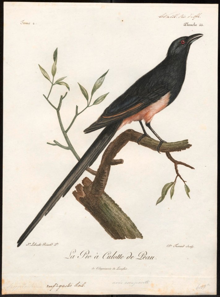 Cryptorhina rufigaster - vervalsing - 1796-1808 - Print - Iconographia Zoologica - Special Collections University of Amsterdam - UBA01 IZ15700067
