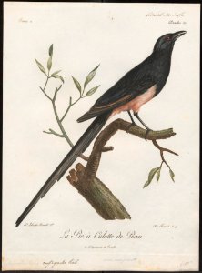 Cryptorhina rufigaster - vervalsing - 1796-1808 - Print - Iconographia Zoologica - Special Collections University of Amsterdam - UBA01 IZ15700067