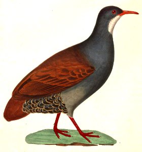 Crypturellus tataupa 1838