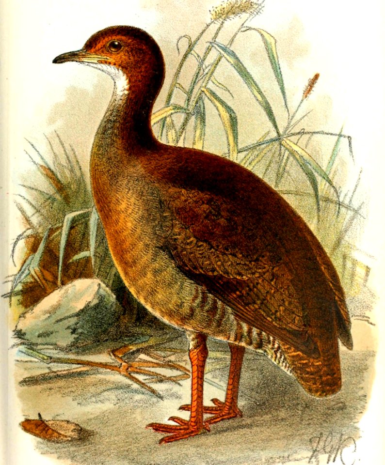 CrypturusErythropusKeulemans (cropped)