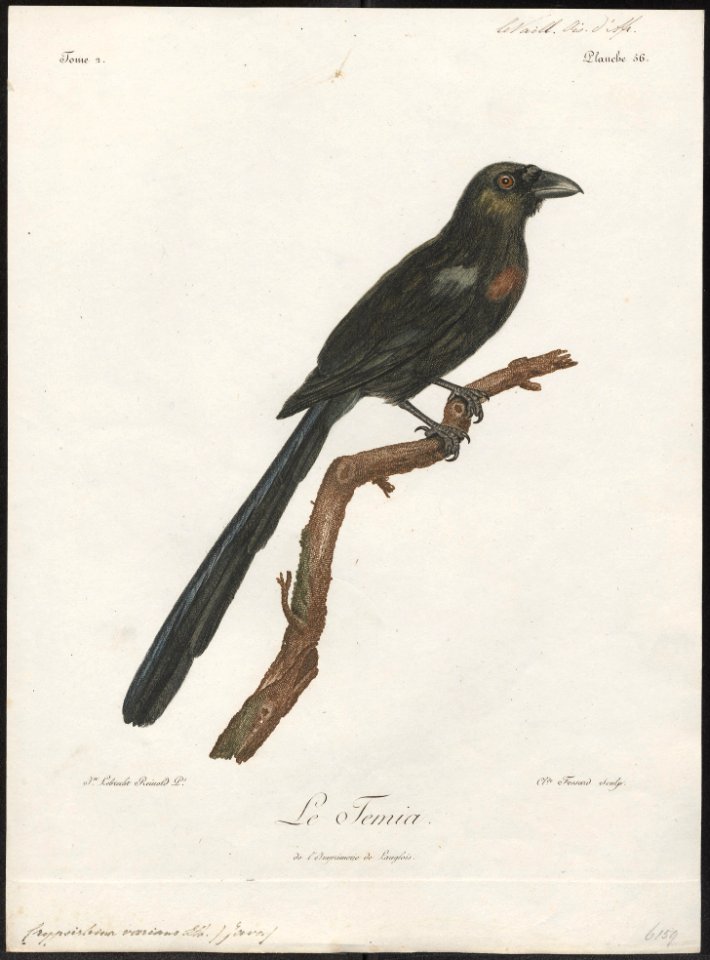 Crypsirhina varians - 1796-1808 - Print - Iconographia Zoologica - Special Collections University of Amsterdam - UBA01 IZ15700063