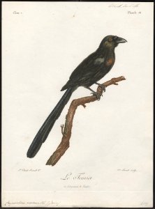 Crypsirhina varians - 1796-1808 - Print - Iconographia Zoologica - Special Collections University of Amsterdam - UBA01 IZ15700063