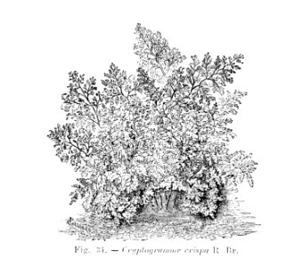 Cryptogramma crispa (dessin)